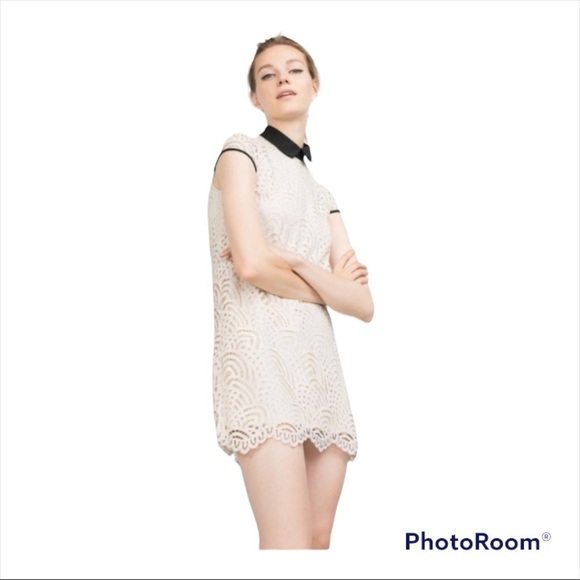 ZARA COLLECTION Cream Lace Collared Mini Shift Dress Size Medium - Picture 1 of 6